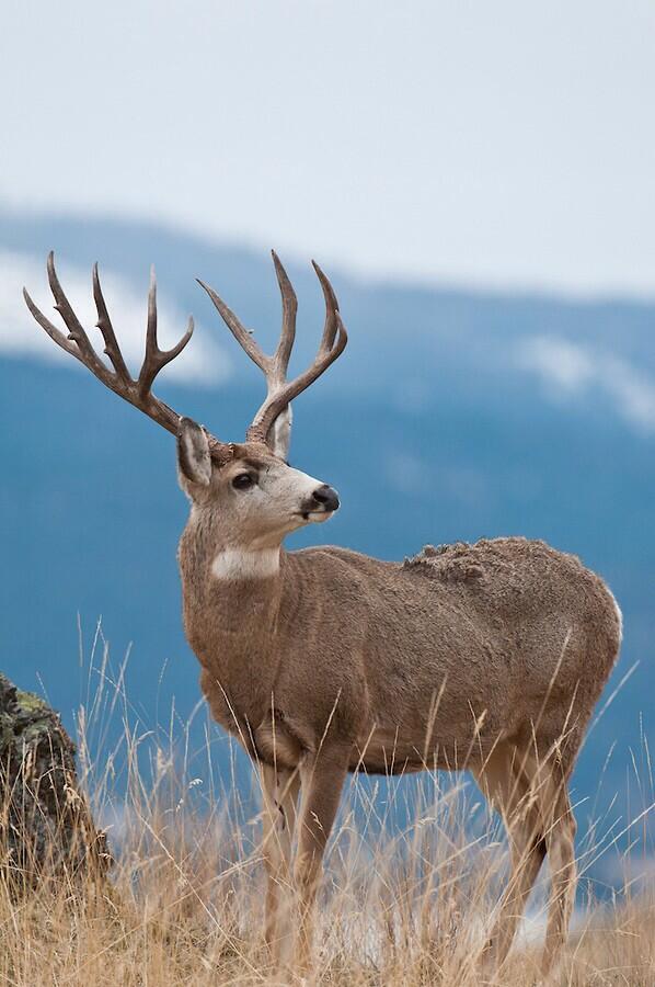 TrophyKills's tweet photo. #MuleDeer http://t.co/73um8uCxtZ