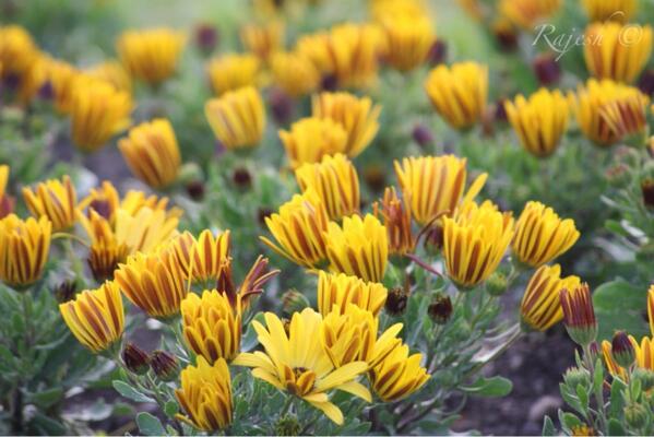 mcrajesh's tweet image. How do u rate this pic?