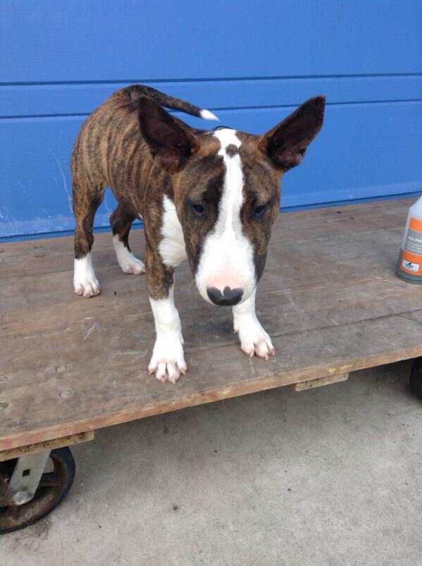 muttleycrewsf tweet media