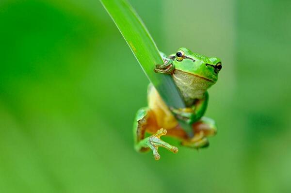 красивая зеленая лягушка. лягушки в природе. чесночница обыкновенная. земноводные лягушки и жабы. жабы подмосковья чесночница обыкновенная.