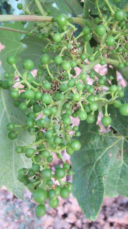 El viñedo. Estado fenológico K. Grano tamaño guisante