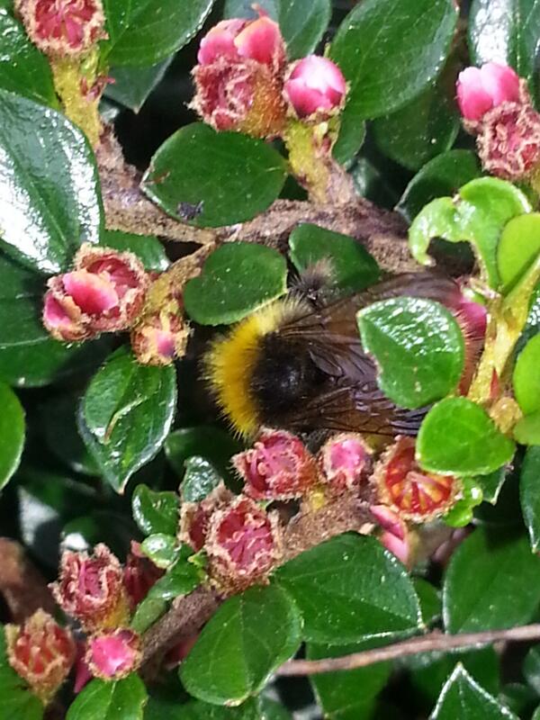 panyaza's tweet photo. The beauty of summer-UK http://t.co/xZLC0LgLAE