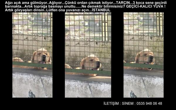felistigrisevgi's tweet photo. TARÇIN TAM 3 YILDIR BARINAKTA AGLIYOR!!!!!! KİMSE YOK MU ONU KURTARACAK??????? http://t.co/OGRphwggqE