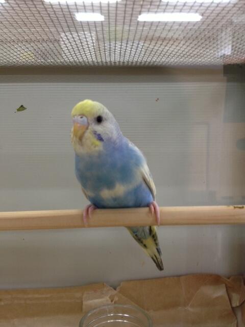 たかの もふ部員 Twitterissa 拡散希望 八王子市立松枝小学校にてセキセイインコが保護されています 胸と背中が水色で胸に白い横線 頭が黄色 羽の付け根はグレーの鱗模様 羽の中央はクリーム 先は白っぽい 心当たりの方は松枝小まで Maigo Inko Http