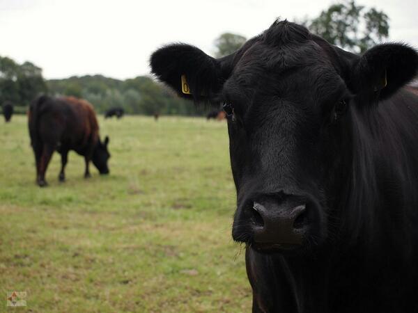 Het is er weer !!! (H)eerlijk black angus vlees <a href="/Leursehof/">Rest. De Leursehof</a>.