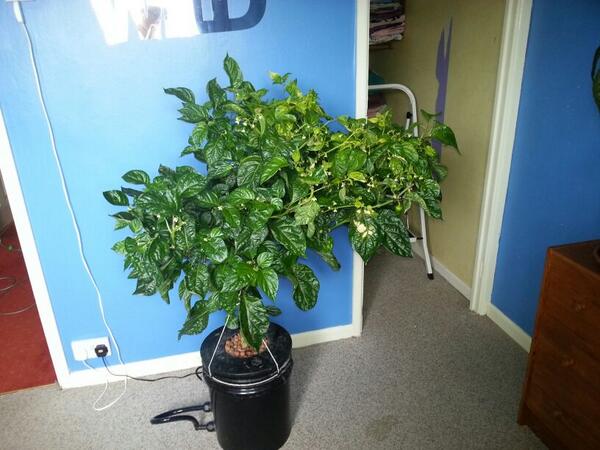 sglaister4's tweet photo. #ghostchilli my badboy plant http://t.co/NiqLc8naFI
