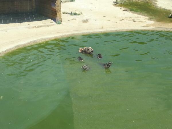 LEY3PUNTOS's tweet photo. Al agua patoss http://t.co/g1kK6j1jZz