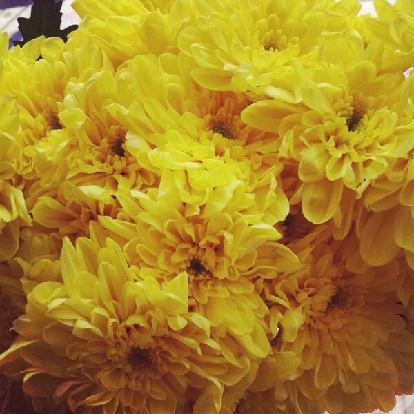 dignam_dignam's tweet photo. Decided to do something nice and buy my parents flowers for their anniversary.. I am officially the best child http://t.co/k4KjxhmZNr