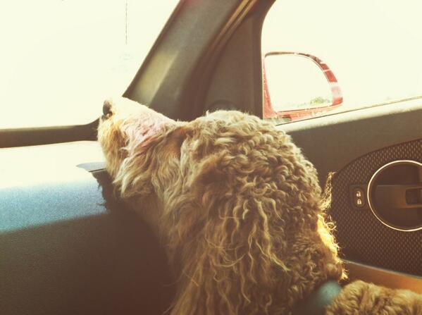 PawsPointNorth's tweet photo. Roadtrip navigator, Lewis getting tired. @kare11 #DogDaysOfSummer http://t.co/pufBkFFPok