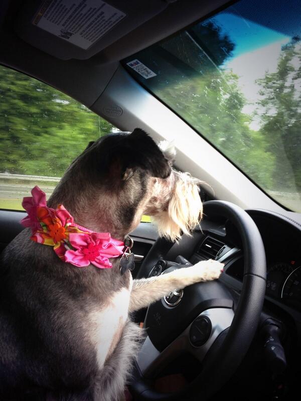 DogWorldLeaders's tweet photo. Just driving the family to @m_huck20 house! #NBD http://t.co/FySlf7BkeO