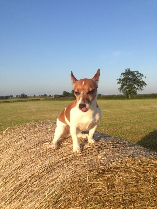 clairewiththere's tweet image. This is my lovely dog... #bitdrunk