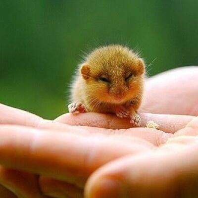 ImagenesWow's tweet photo. Bebé ardilla. http://t.co/L18XU33VeV