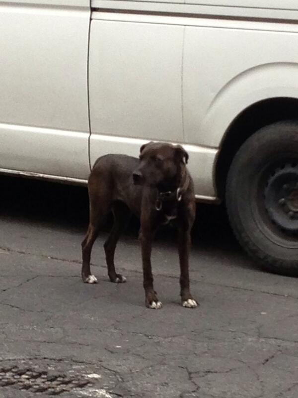 erick_2104's tweet photo. Perrito perdido calzada de las Águilas ayuda a buscar a su dueño ! Urgente http://t.co/zgDPxusYl5