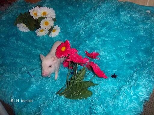 LUV_Mini_Pigs's tweet photo. Blossom is keeping cool in this miserable heat wave! http://t.co/Xa5hLdmIB4