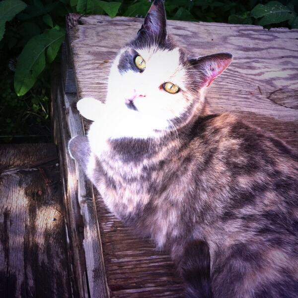 Chelsea_H_1444's tweet photo. Cats cats cats Iove cats #ThatsWhatsUp http://t.co/5jbhUl3Pac