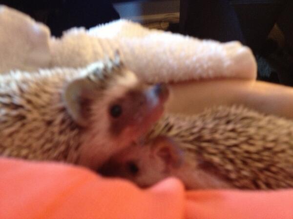 @ptsmyth <a href="/BilliePerry/">Billie Perry</a> <a href="/justajamie/">Jamie</a>   This is sweetie Jasmine.  Pinky is napping under her. Sigh...