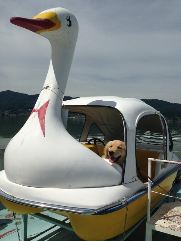 do_butsukun_tx's tweet photo. けんた船長、スワンボートがお気に入りです！ http://t.co/GqvJoWQFp9