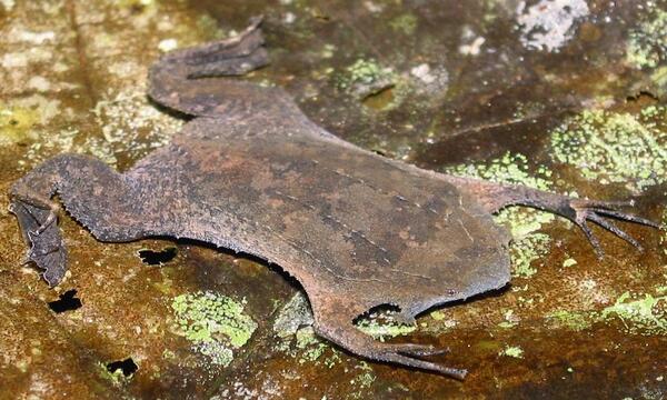 平野啓一郎 これ 生きてるのか リアル 平面ガエル Rt Frog Pic ピパピパ アマゾン川流域に生息 体長100mm 150mm程 背中に卵を埋め込む習性と ペラペラな見た目で変わっているカエルとして有名 Http T Co Tbwk4bgayl