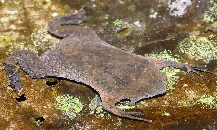 تويتر カエル画像 على تويتر ピパピパ アマゾン川流域に生息 体長100mm 150mm程 背中に卵を埋め込む習性と ペラペラな見た目で変わっているカエルとして有名 卵は雌の背中の皮膚に覆われ 週程かけて雌の背中から出てくる Http T Co Zvmb597glz