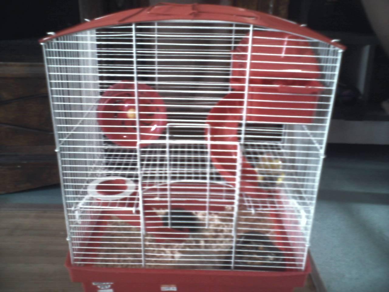 Kxsh on X: new home for them! :D Chelsea and Roxy. haha #dwarfhamster # hamsterporn http:t.cozspkN7tw1J  X