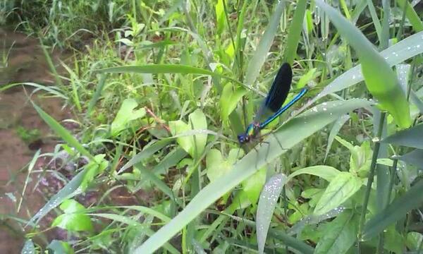 Libélula azul cobalto #callopteryxxanthosoma