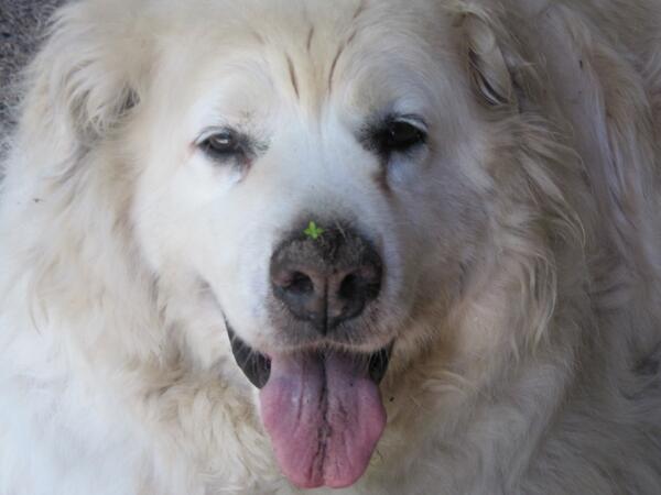amyhagberg's tweet image. What do you mean I've been digging? Where's your evidence??? (Be sure to enlarge the picture!)   #dogdigging.