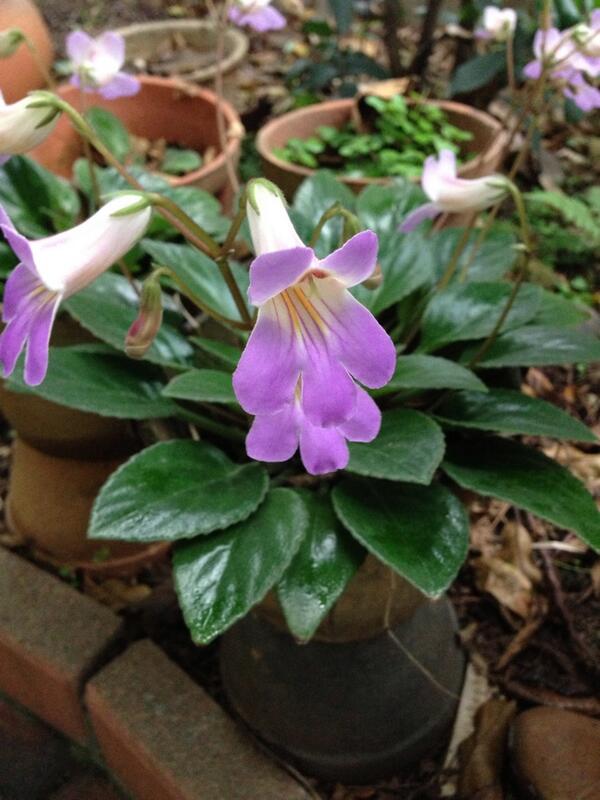 Twitter 上的高山 Chirita Macrorhiza 大根唇柱苣苔http T Co F56wiwvff7 Twitter