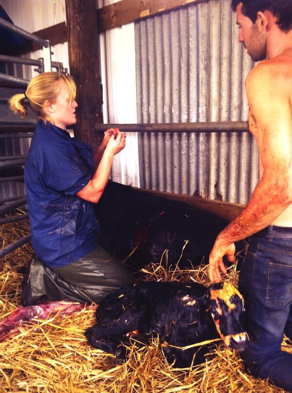 power_katharine's tweet image. Early Saturday Caesarian needed...
#dextercow
#norfolk
#farmvet