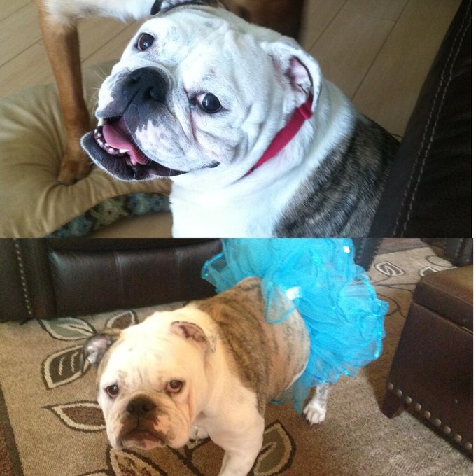 Happy birthday to this gem of a daughter!! Can't believe she's 4!!! #BirthdayGirl #4yearsold http://t<a href="/tag/birthdaygirl"class="tags"><span>#birthdaygirl</span></a><a href="/tag/4yearsold"class="tags"><span>#4yearsold</span></a>