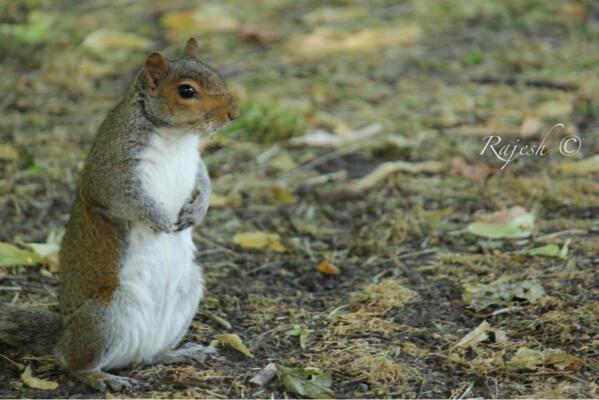 mcrajesh's tweet image. 