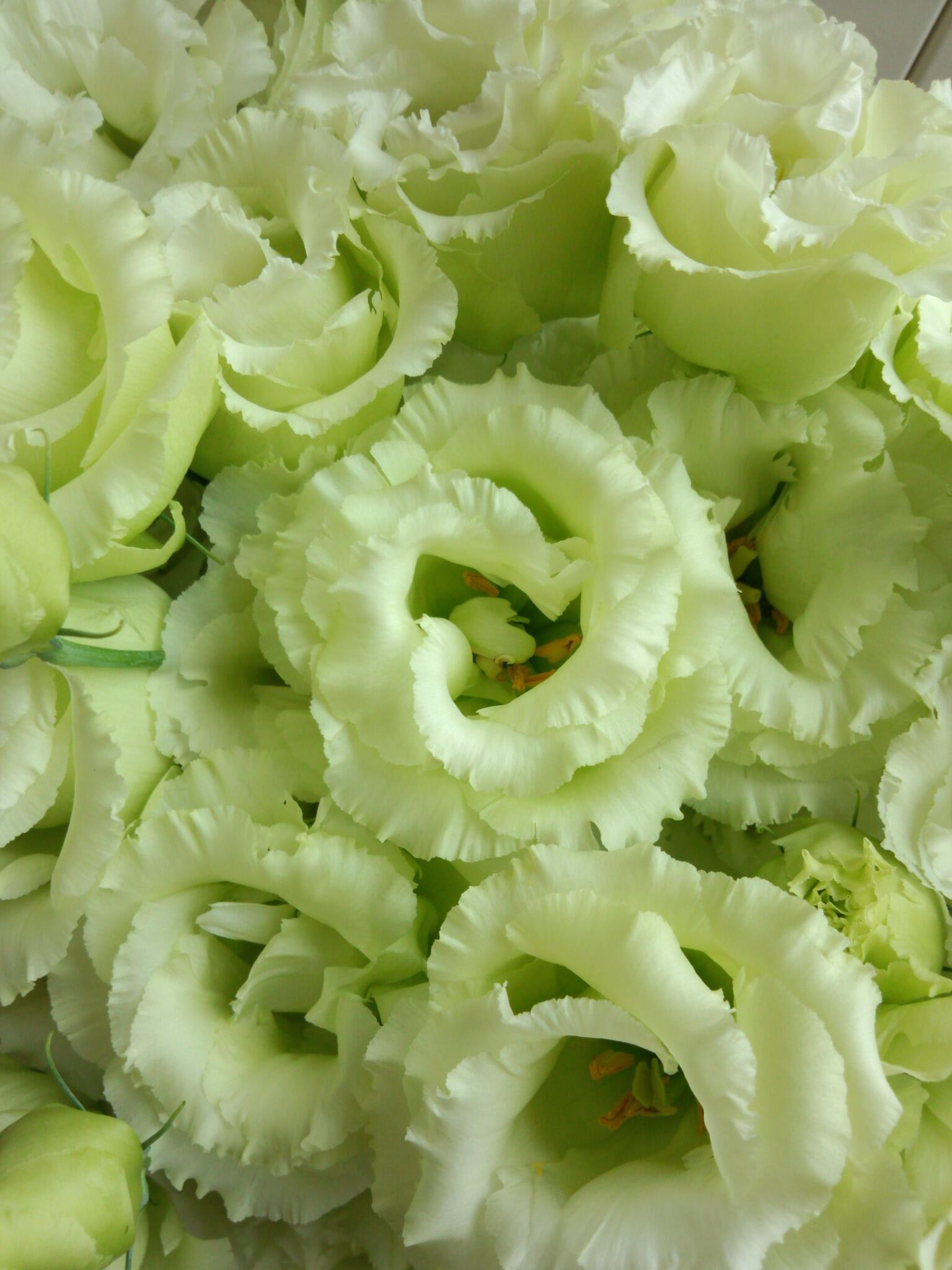 花生活 くろだ生花店 赤山店 トルコキキョウ ボンボヤージュグリーン です サカタのタネから出た早生中大輪フリンジ八重咲きｆ１品種のグリーンです V 花屋 越谷市 埼玉県 越谷ツインシティ Http T Co Aedfsvrfsl Twitter