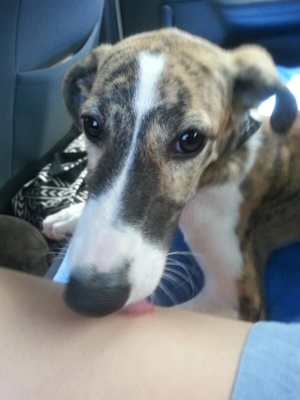 saralovesgemm's tweet photo. Camino a Canet. http://t.co/JFJeJfQrzt