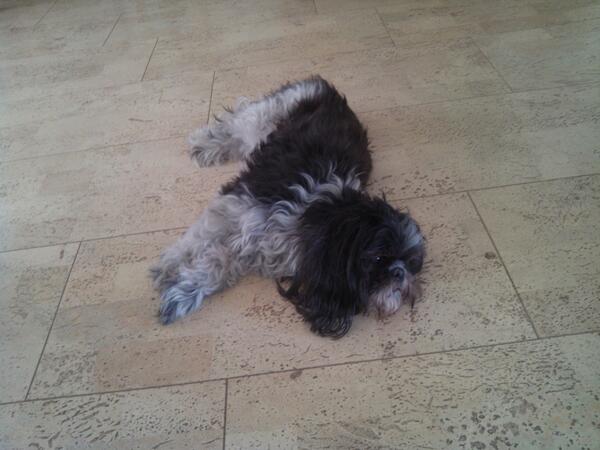 jthswienink's tweet image. @jthswienink Fong is verstandig en heeft de verkoeling in huis opgezocht.