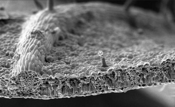Micro_Photos tweet picture