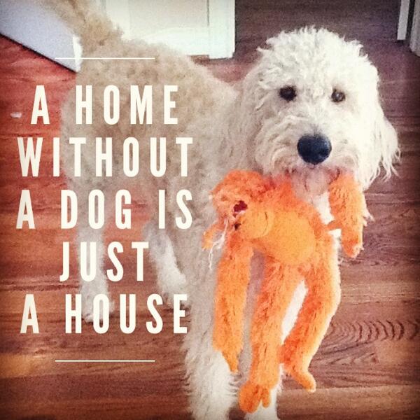 Lennar's tweet image. A home without a dog is just a house! :) #dog #puppy #pet #labradoodle
