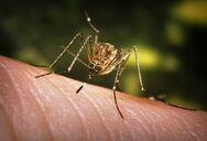 InsectMist tweet picture