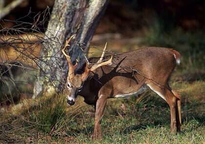 TrophyKills's tweet photo. #Whitetail http://t.co/af5BL4wyRE