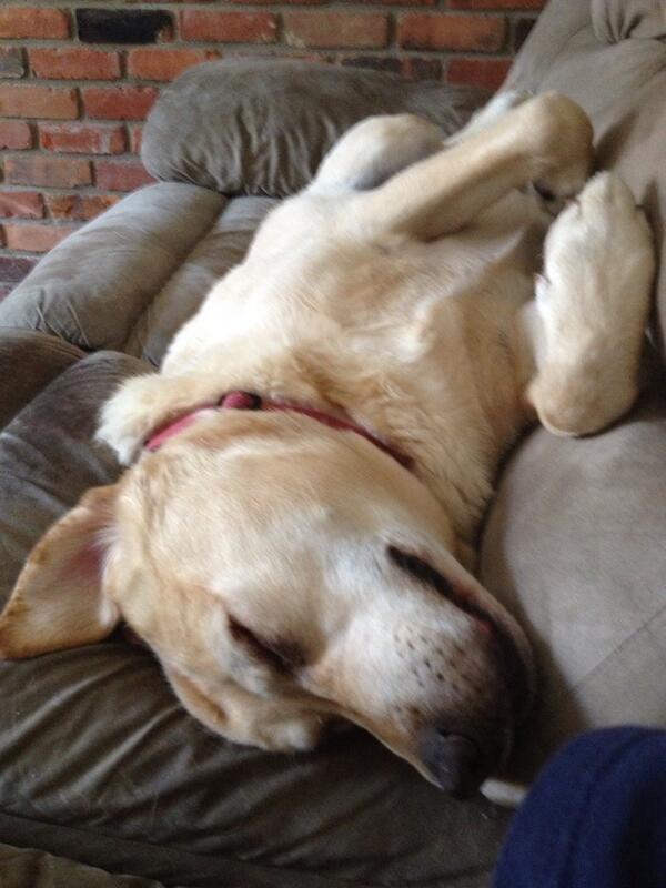 AngryTigerLab's tweet image. Me during this borrrring #Tigers game...