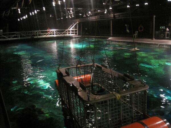 <a href="/MsSophiaLucia/">Sophia Lucia</a> yeah! I'm in that cage and there's sharks all around it 😱