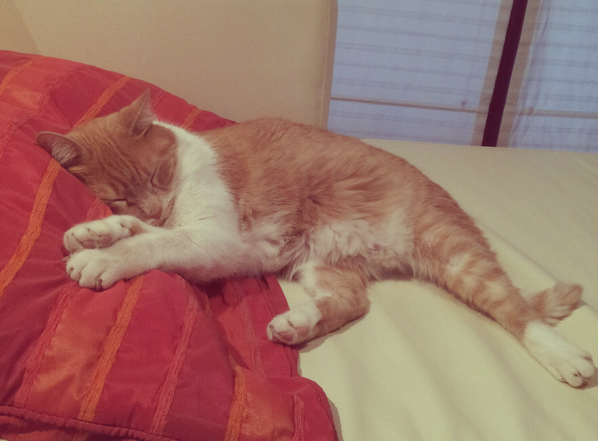 Link permanente da imagem incorporada