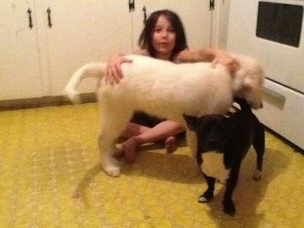 spring hebert goutro tweet media