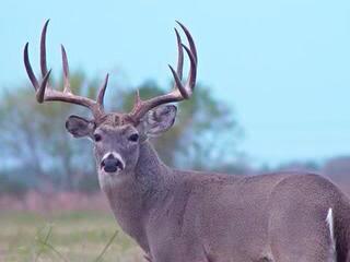 TrophyKills's tweet photo. Huge whitetail http://t.co/B6mKXWCQ3r