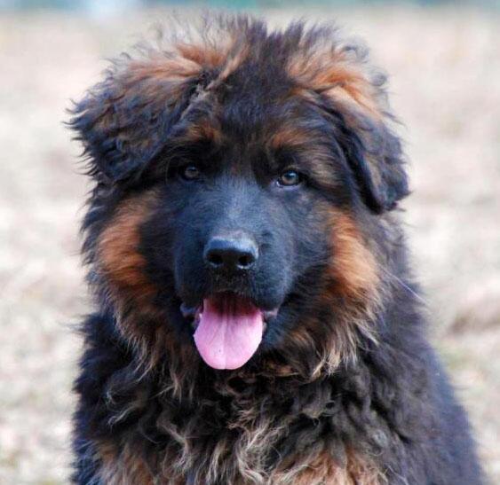 gsdpuppy's tweet photo. Cutest puppy EVER! http://t.co/cE2Jc6FYKm