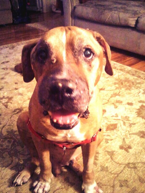 Jason is a 14yo super sweet senior boy looking for his forever home. Email Courtney@snarranimalrescue.org