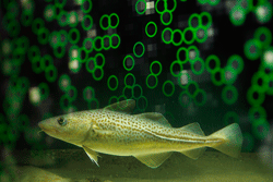 developer_hs's tweet photo. Ground-breaking discovery about Atlantic cod immune system - http://t.co/fJEvT4XiWb http://t.co/lSNav5LuXT