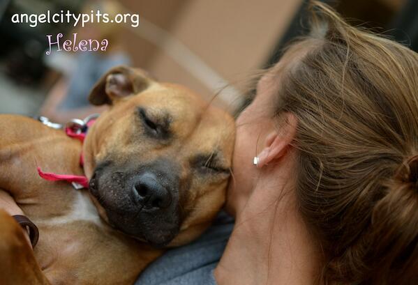 RT <a href="/angelcitypits/">Angel City Pit Bulls</a> Helena got lots of love over the weekend, she is amazing and available for #adoption