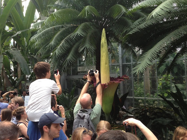 CorpseFlower10's tweet photo. “@washingtonpost: Meet Andy, the "corpse flower" http://t.co/uechKYIcUi http://t.co/Ak08gLgd3z” really? Andy? @DCTitanArum