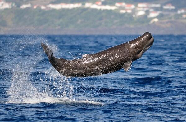 oceana's tweet image. RT @1world1ocean: A newborn sperm whale jumps for joy after reuniting with its family. (PHOTO by Justin Hart.)