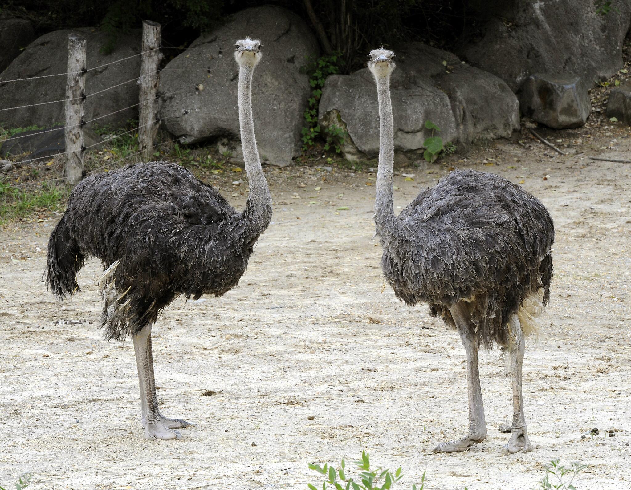 Maryland Zoo on Twitter: Maryland Zoo on Twitter: