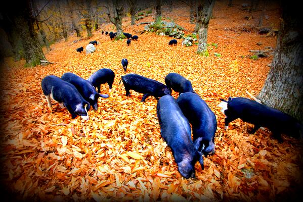 JA_Corse's tweet image. La #Photo du Jour de #JeunesAgriculteurs de #Corse du Sud ! #Elevage #Porcin Porcu Nustrale #Taravo